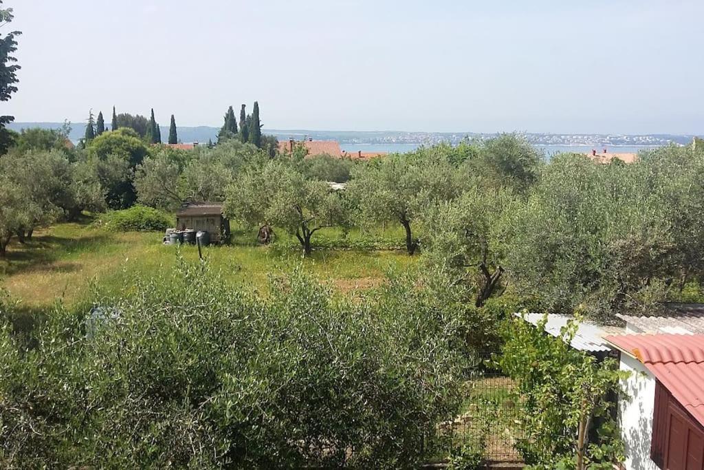 Apartma Iva Piran Dış mekan fotoğraf